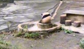 爱爱爱爱中国好声音