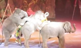 马戏团马戏表演公司 马戏团马戏表演公司